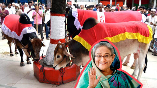 গতবার শাহজালাল (রহ.) মাজারের ৭০৫তম ওরসে শেখ হাসিনা তিনটি গরু উপহার দিয়েছিলেন