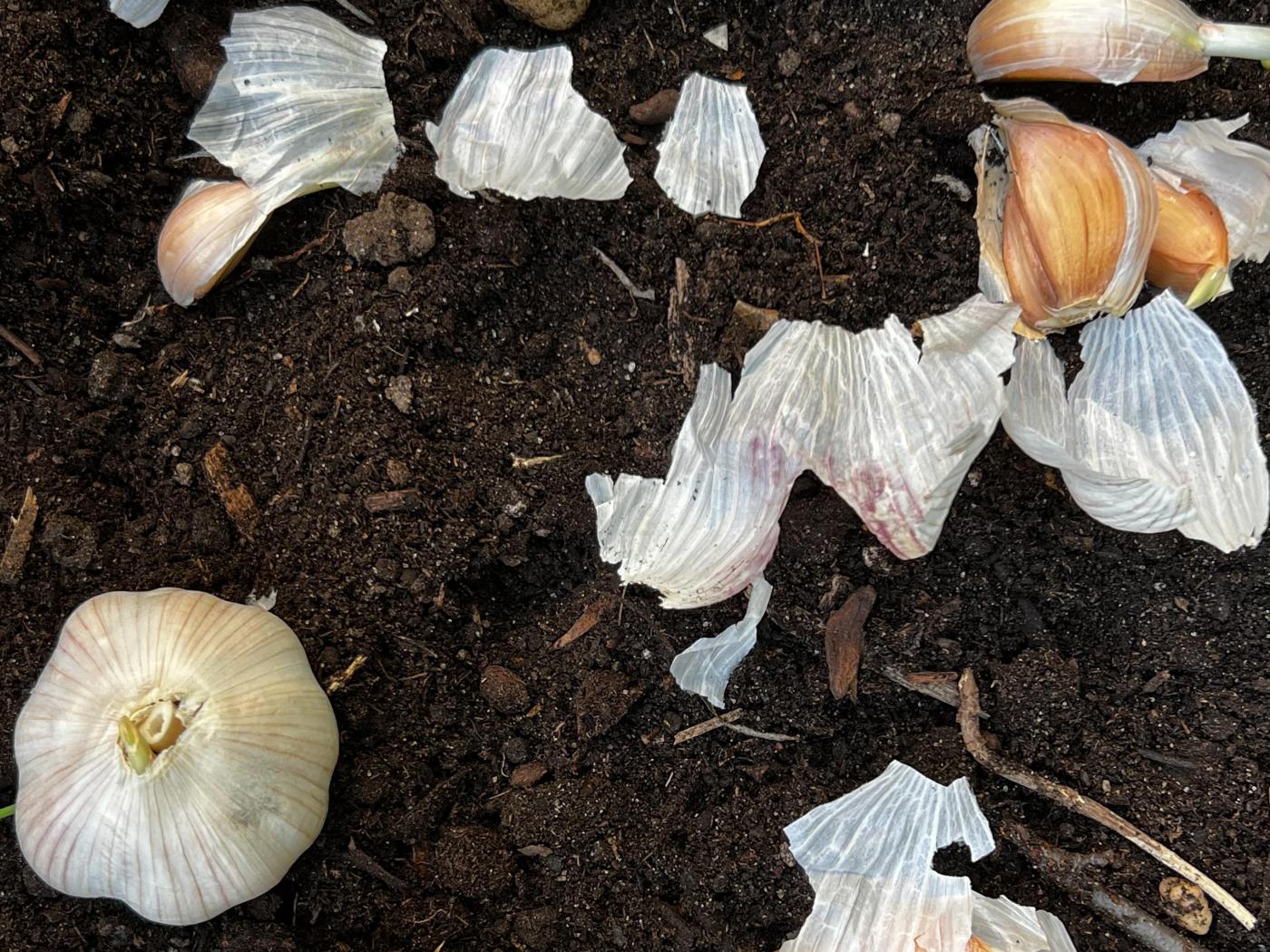 Do these fall gardening chores to make your spring easier