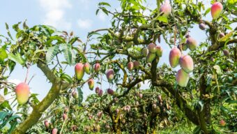 Want to grow a mango tree? Here’s what you should consider