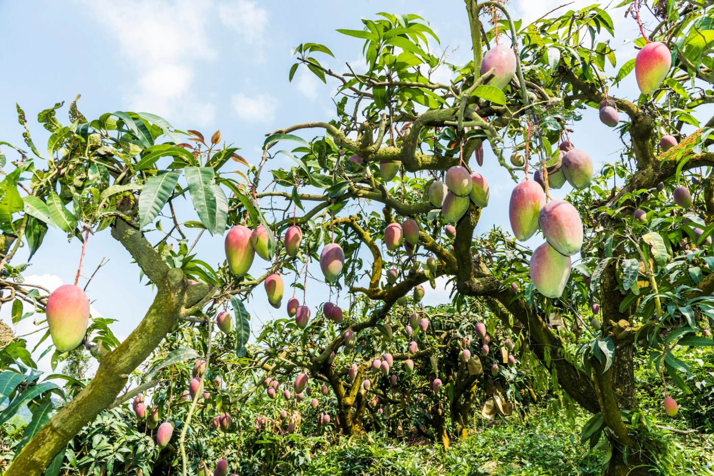 Want to grow a mango tree? Here’s what you should consider