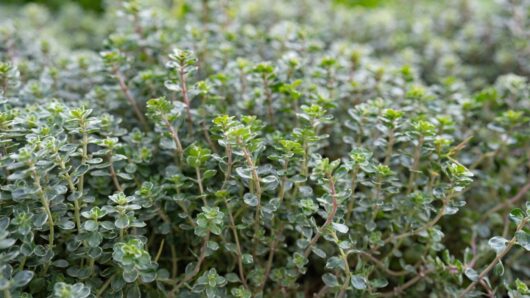 Now’s the time to plant thyme for your fall and winter garden