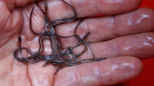 Eel populations are falling, and new protections were defeated. Japan and the US opposed them